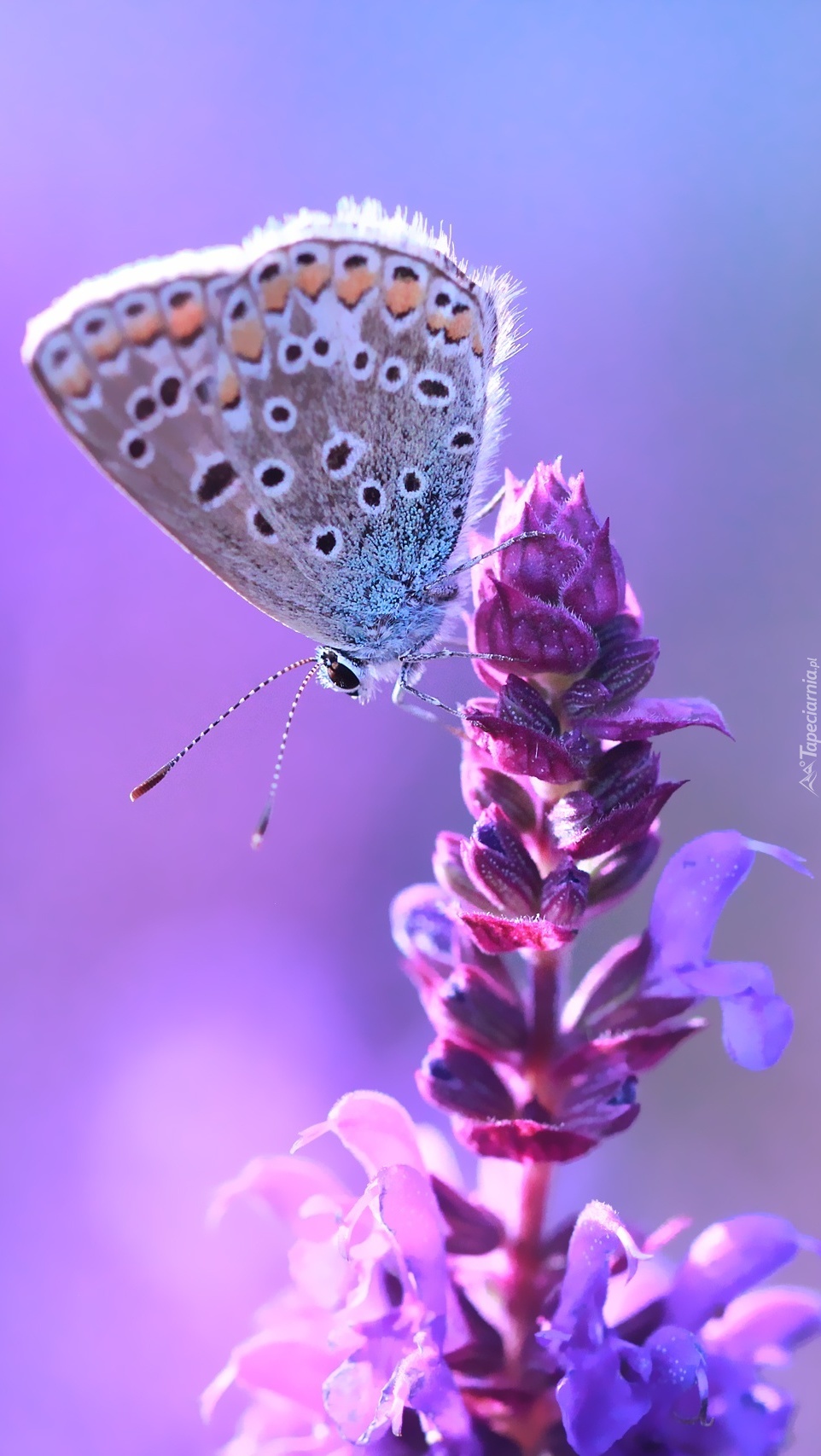 Modraszek na fioletowym kwiatku