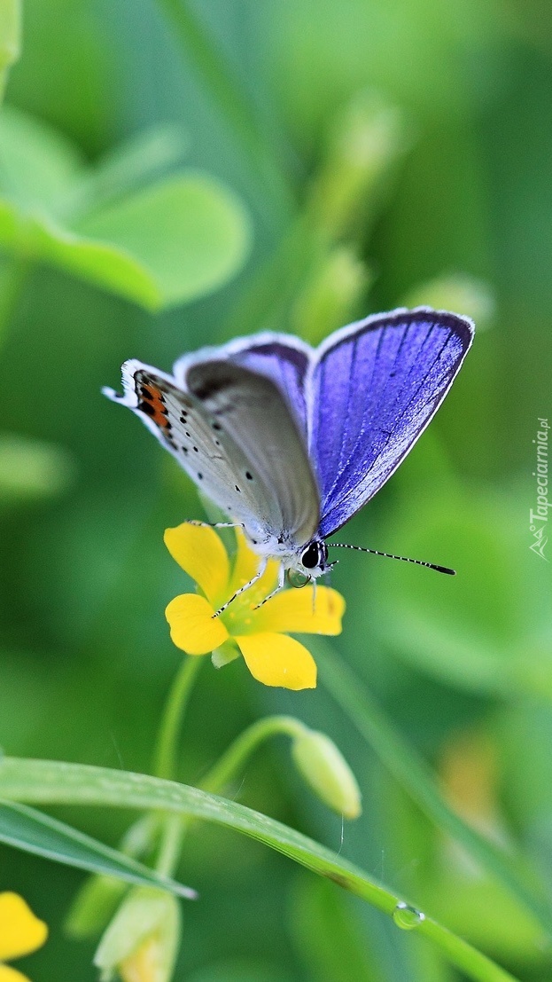 Modraszek na kwiatku