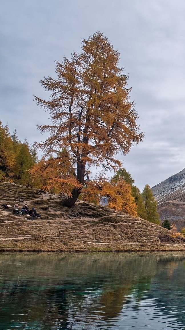 Modrzew nad jeziorem Lac Bleu