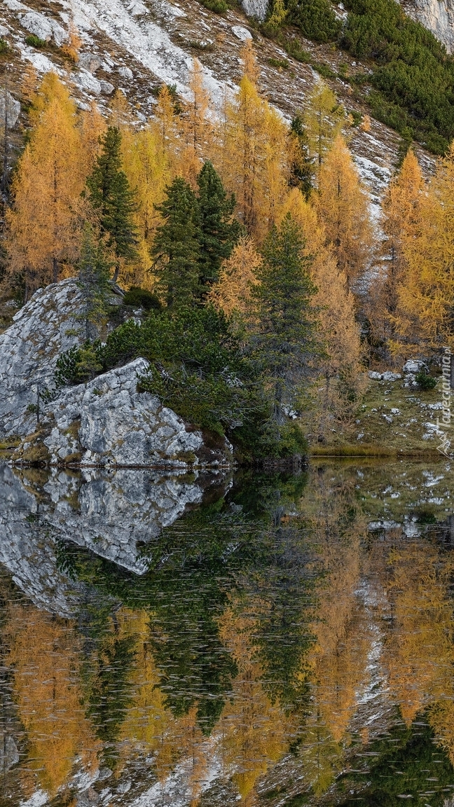 Modrzewie nad jeziorem Lago Federa