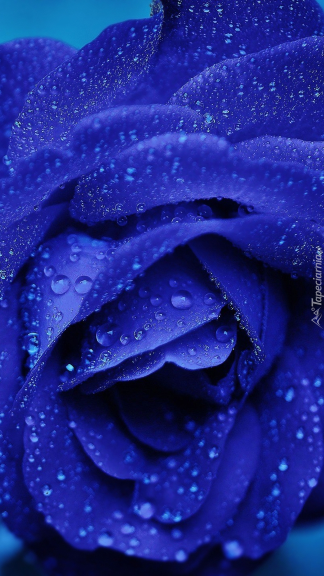 Mokra niebieska róża