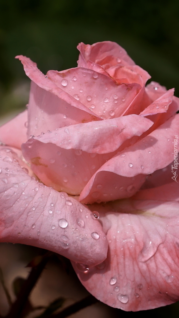 Mokra różowa róża