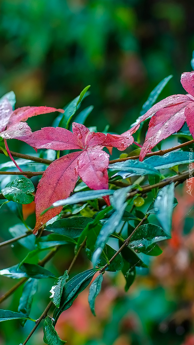 Mokre czerwone i zielone liście na gałązkach