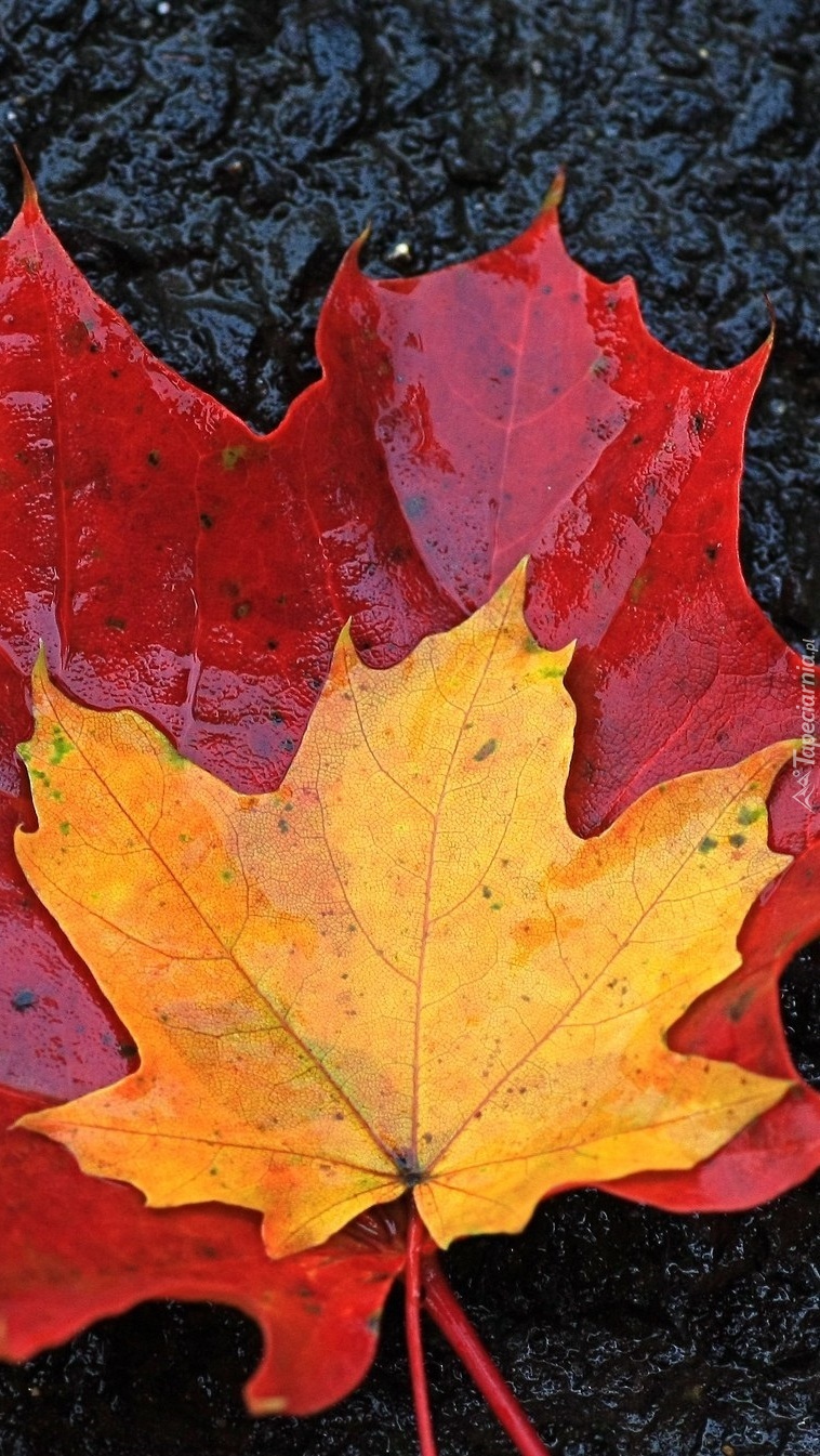 Mokre liście w kolorach jesieni