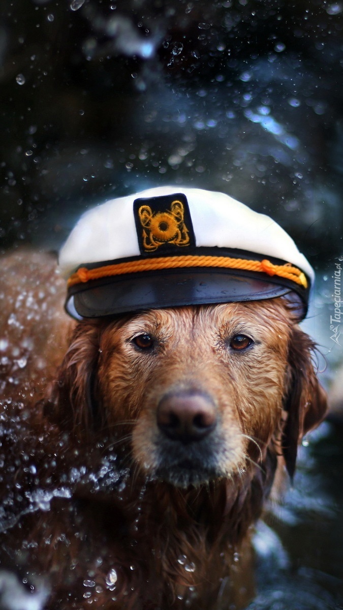Mokry labrador w czapce marynarskiej