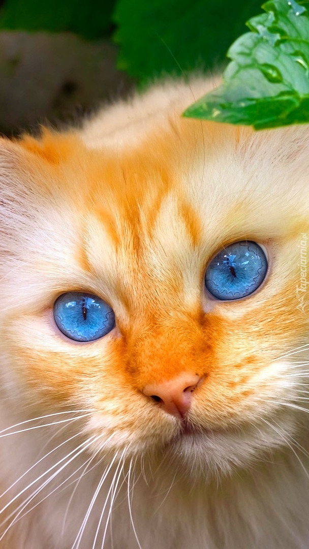Mordka biszkoptowego niebieskookiego kot