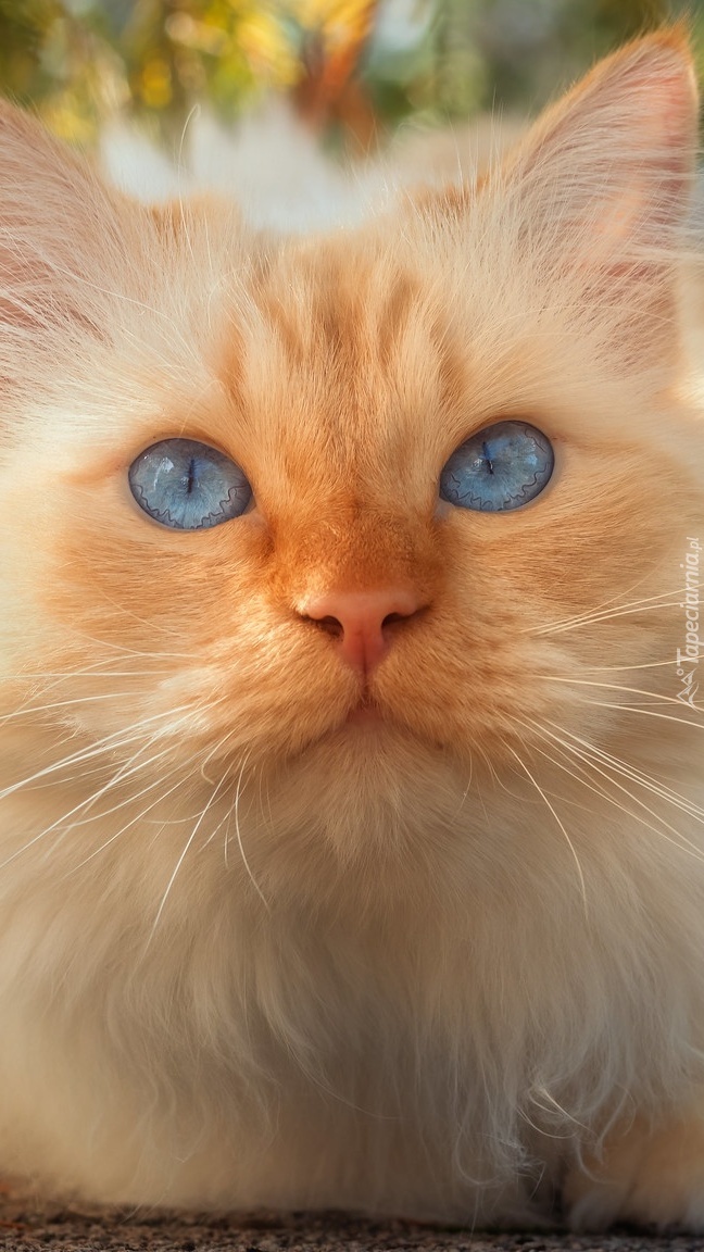 Mordka biszkoptowego niebieskookiego kota