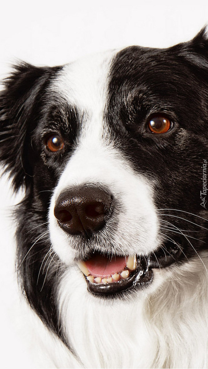 Mordka border collie