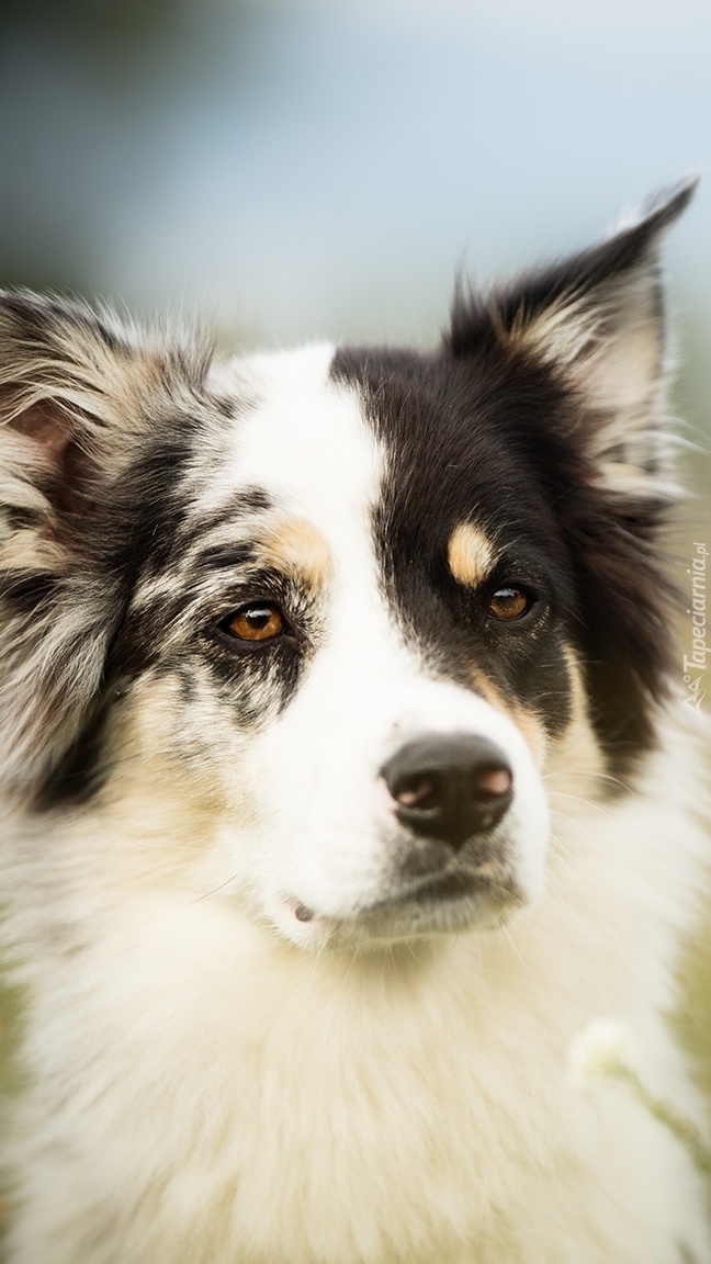 Mordka border collie