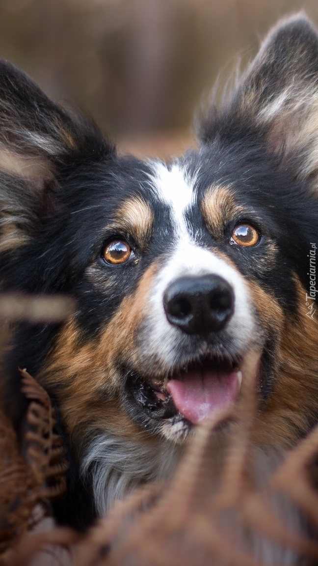 Mordka border collie