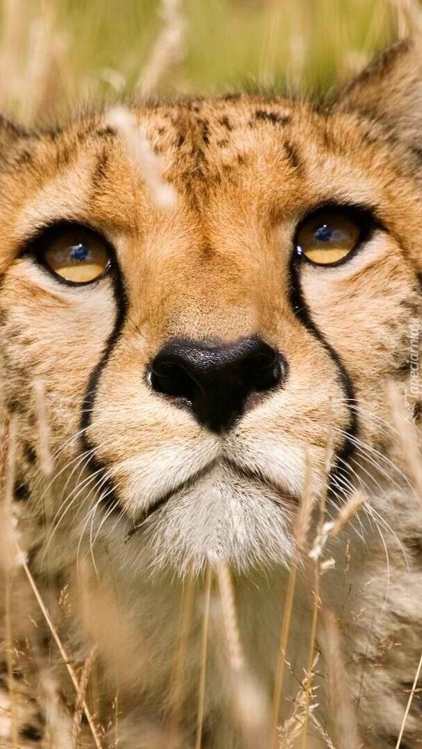 Mordka geparda