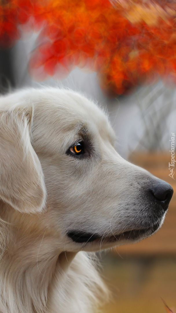 Mordka golden retrievera