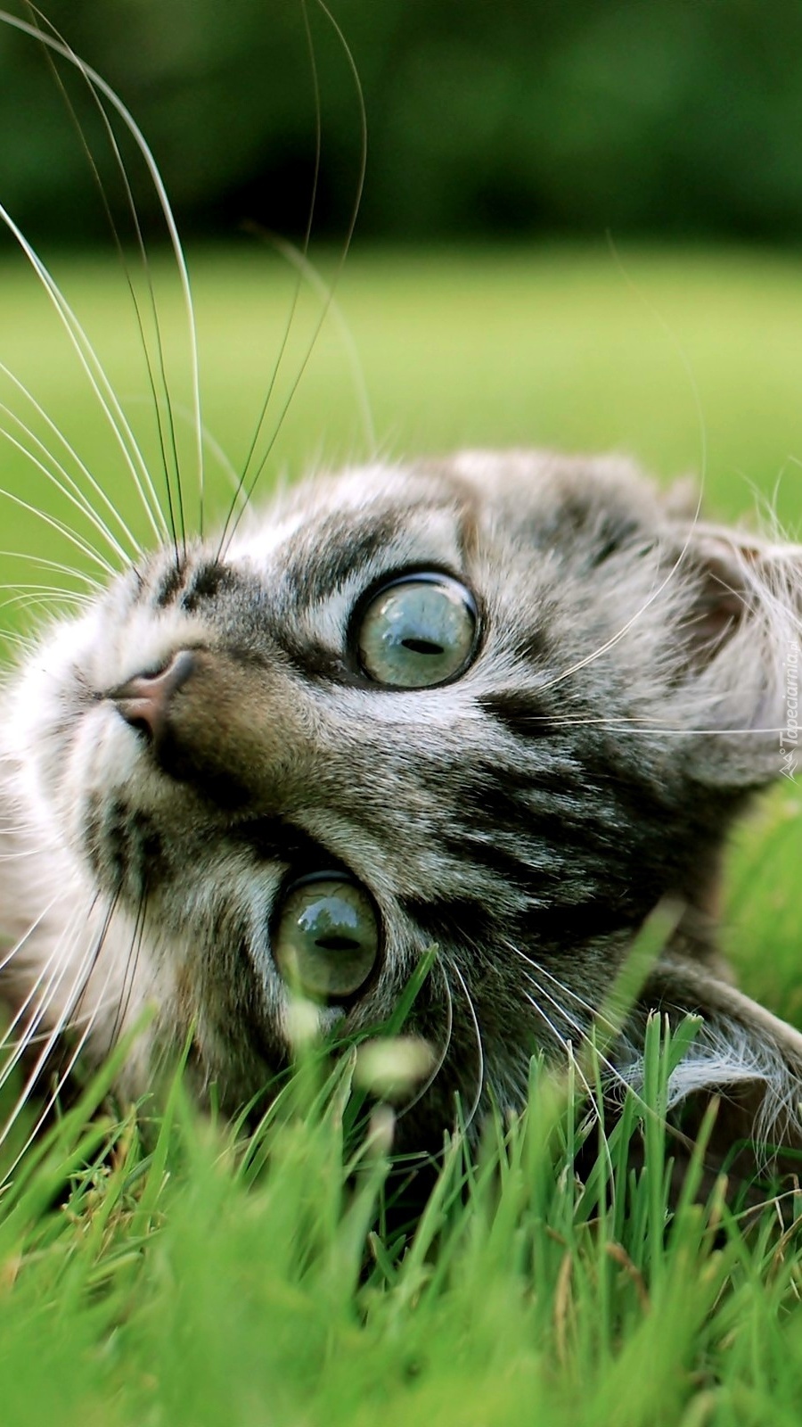 Mordka kota w trawie