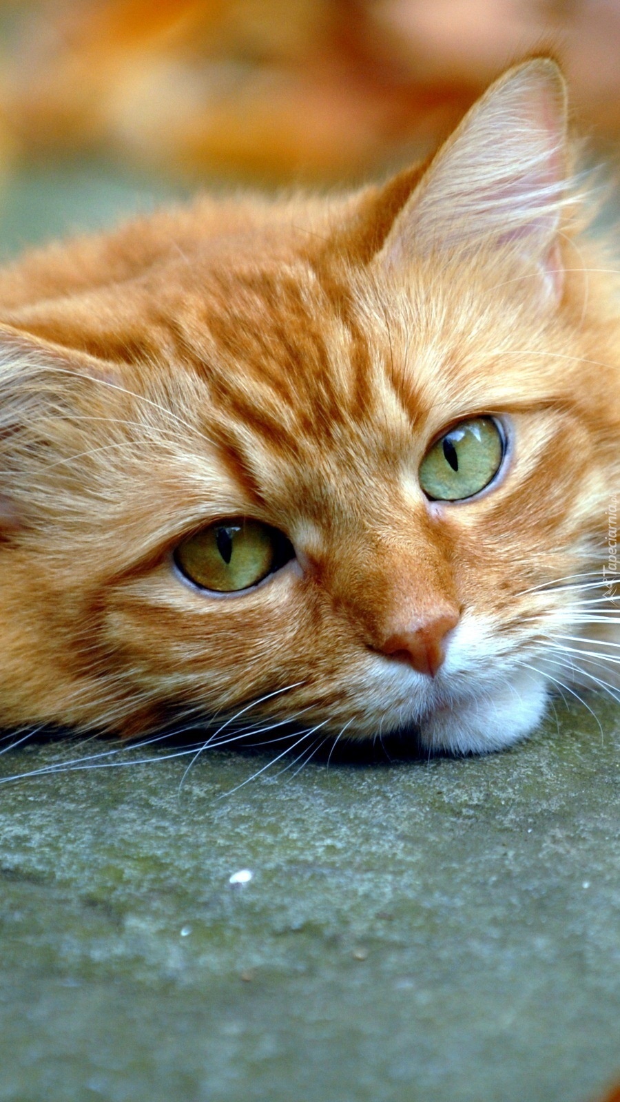 Mordka kotka o zielonych oczach