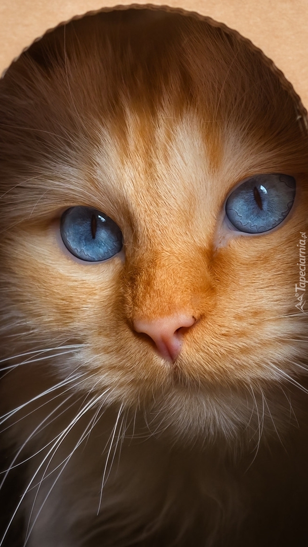 Mordka niebieskookiego biało-rudego kota