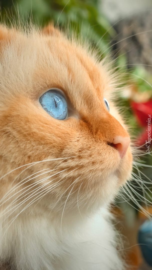 Mordka niebieskookiego kota z profilu