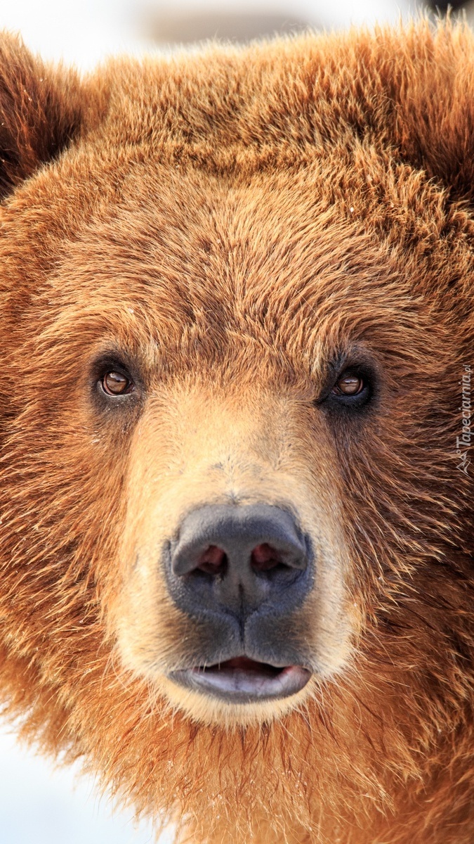 Mordka niedźwiedzia brunatnego