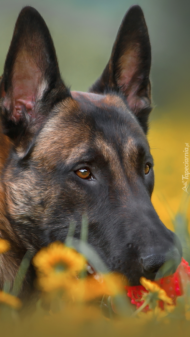 Mordka Owczarka belgijskiego Malinois