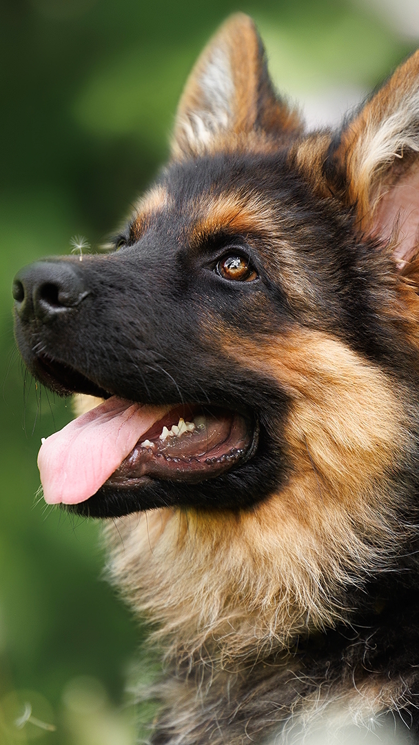 Mordka owczarka niemieckiego