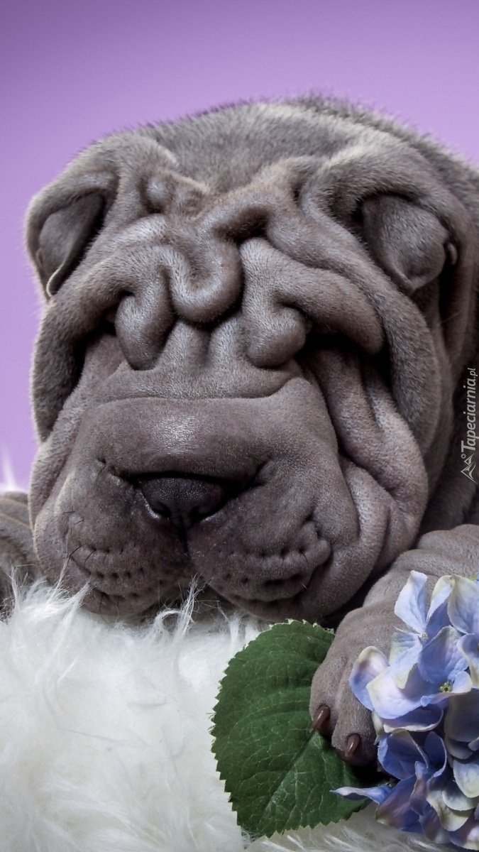 Mordka psa rasy shar pei