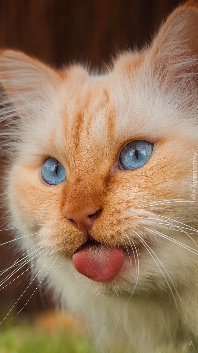 Mordka rudawego kota z wystawionym językiem
