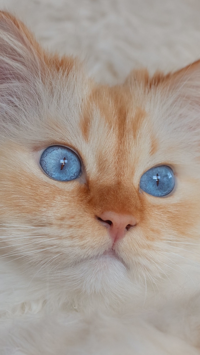 Mordka rudawego niebieskookiego kota