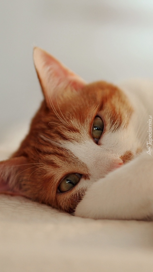 Mordka rudo-białego kota