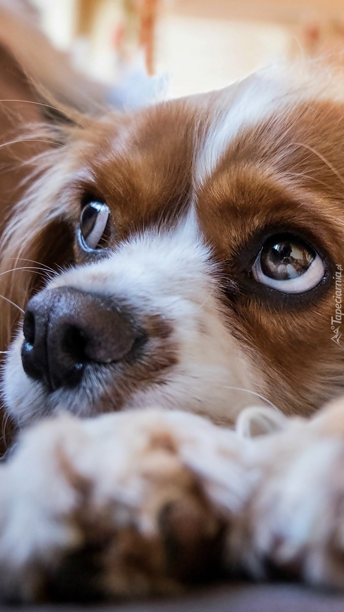 Mordka szczeniaka Cavalier king charles spaniel