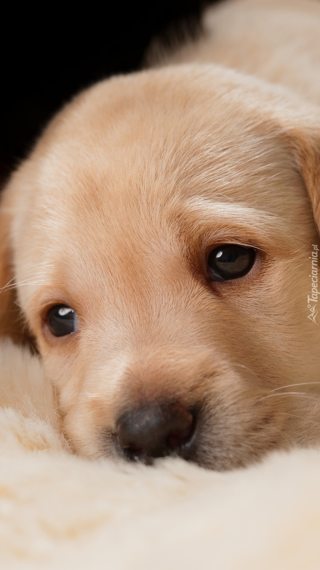 Mordka szczeniaka golden retriever