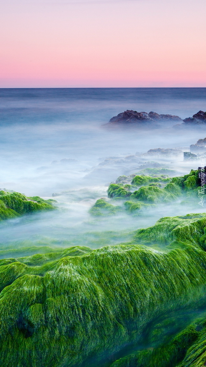 Morze w zieleni