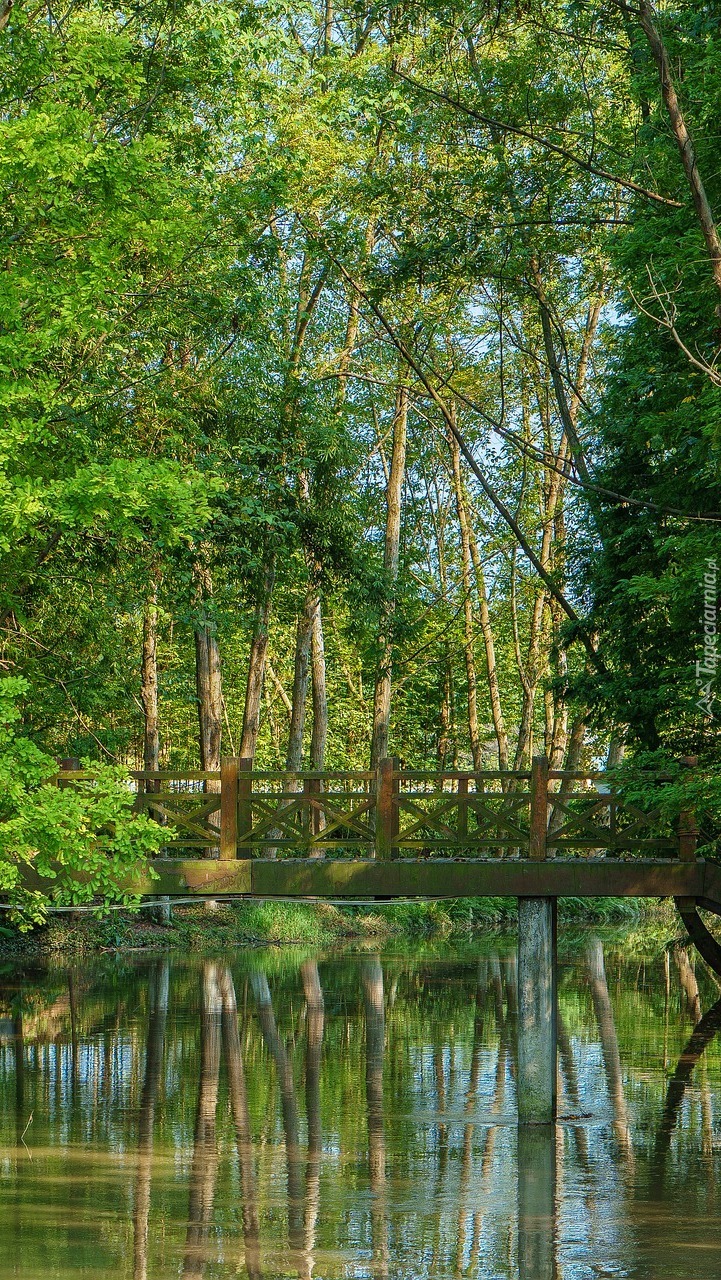 Most i drzewa nad rzeką