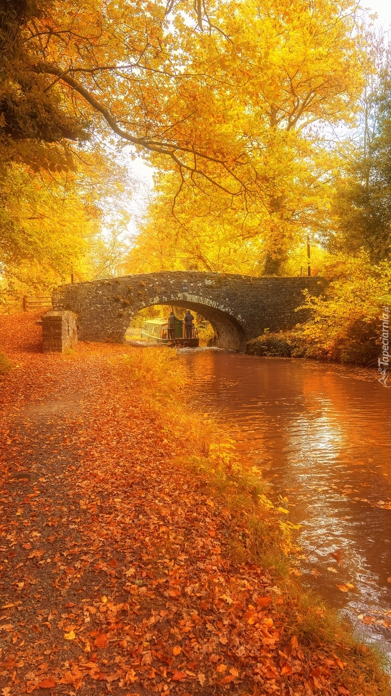 Most na rzece w jesiennym parku
