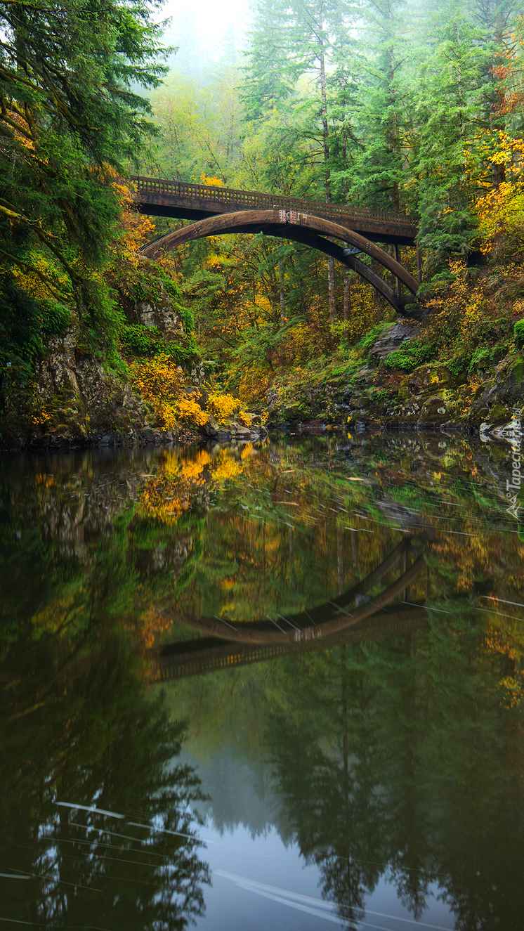 Most nad rzeką w lesie