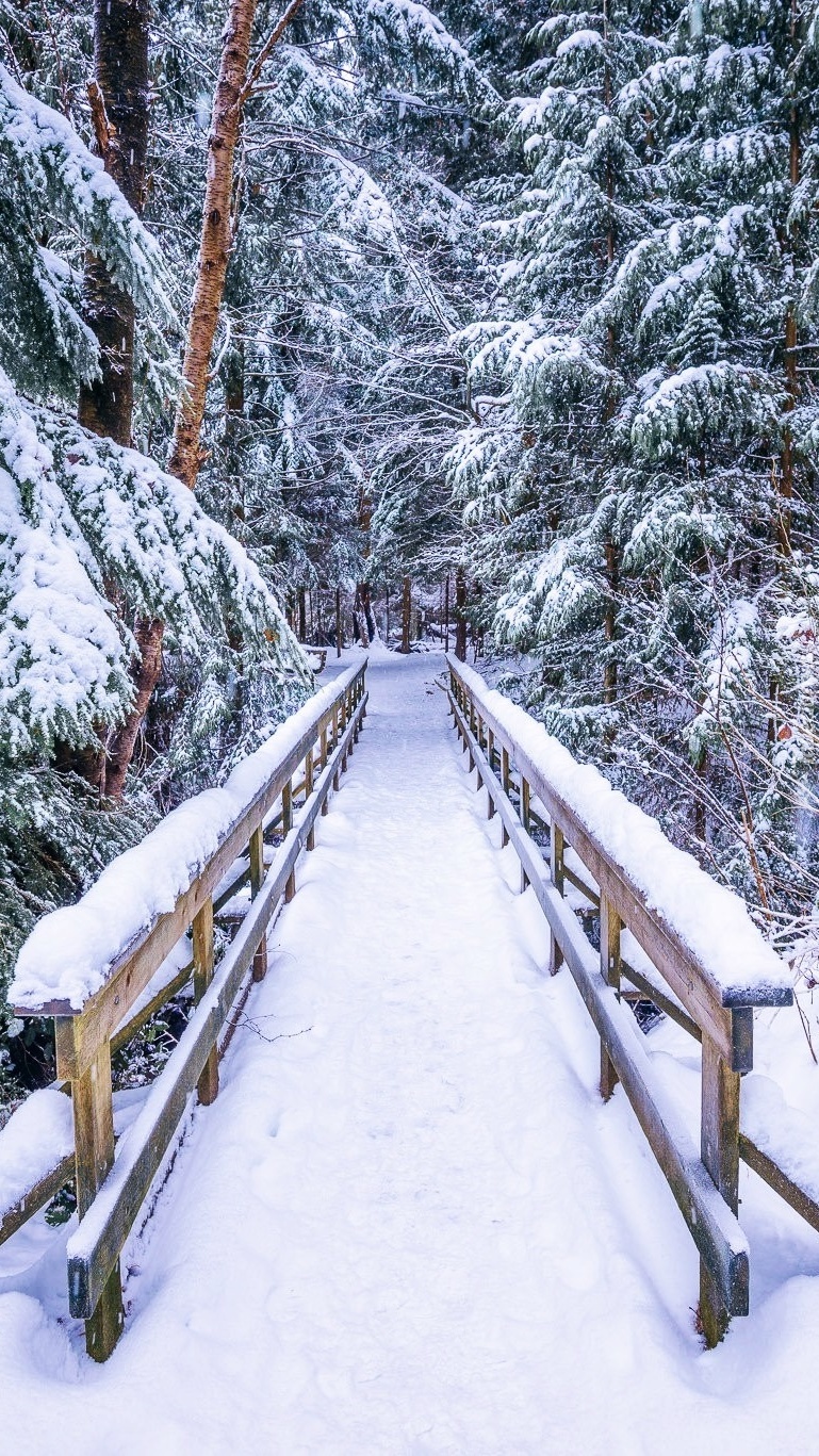 Mostek drogą do zimowego lasu
