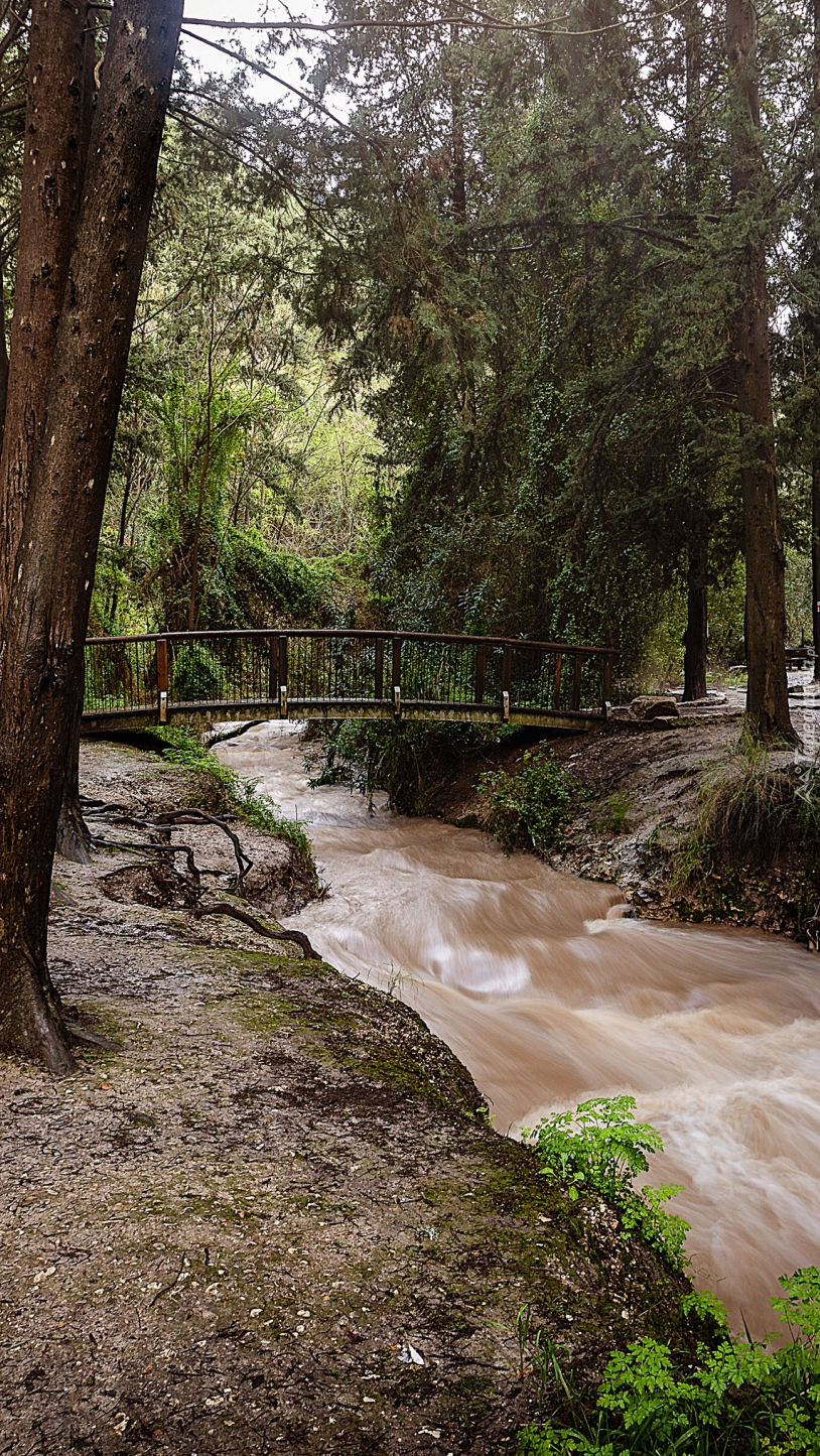 Mostek na rzece w lesie