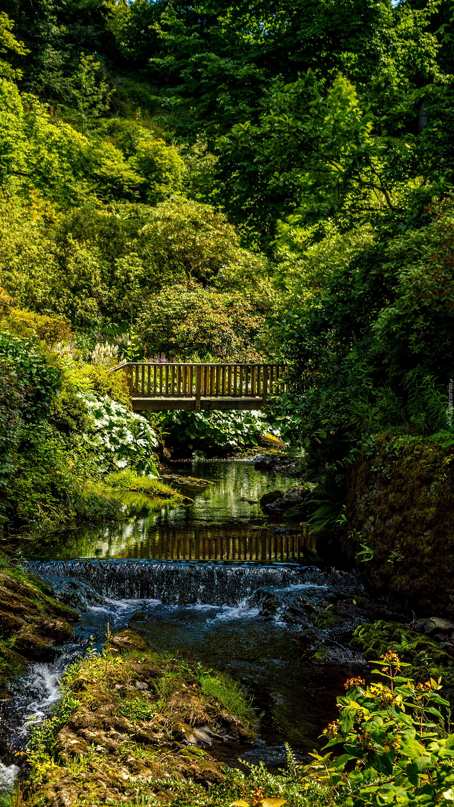 Mostek na rzece wśród zieleni