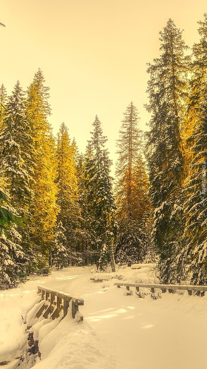 Mostek w lesie zasypany śniegiem