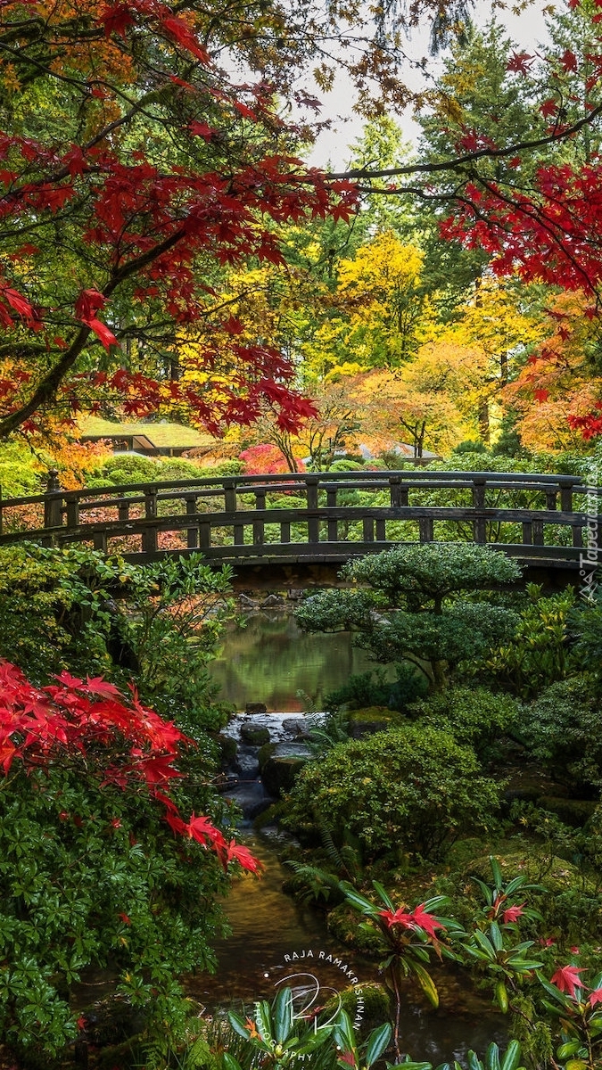 Mostek w ogrodzie japońskim