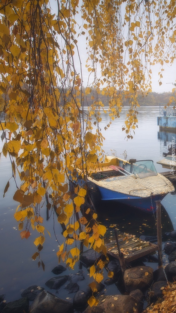 Motorówka pod zwisającymi gałęziami brzozy