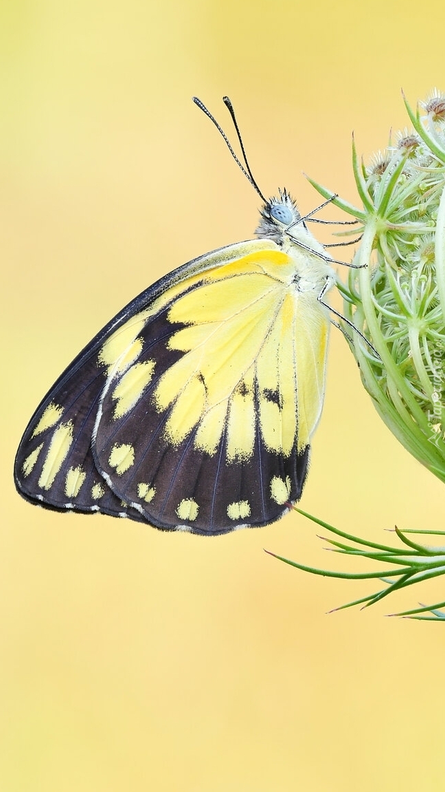 Motyl belenois creona