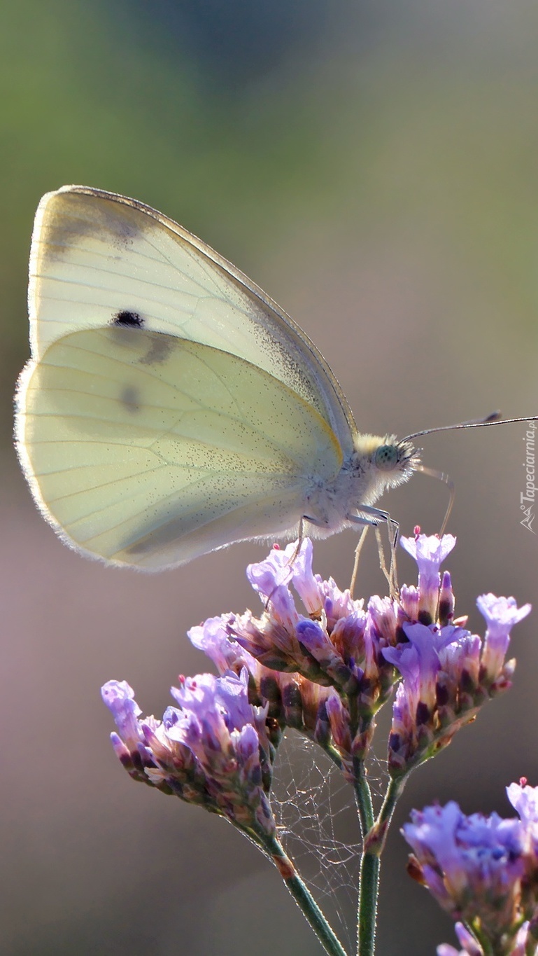Motyl bielinek na kwiatach