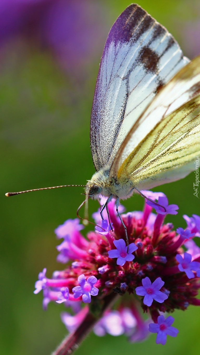 Motyl bielinek na kwiatku