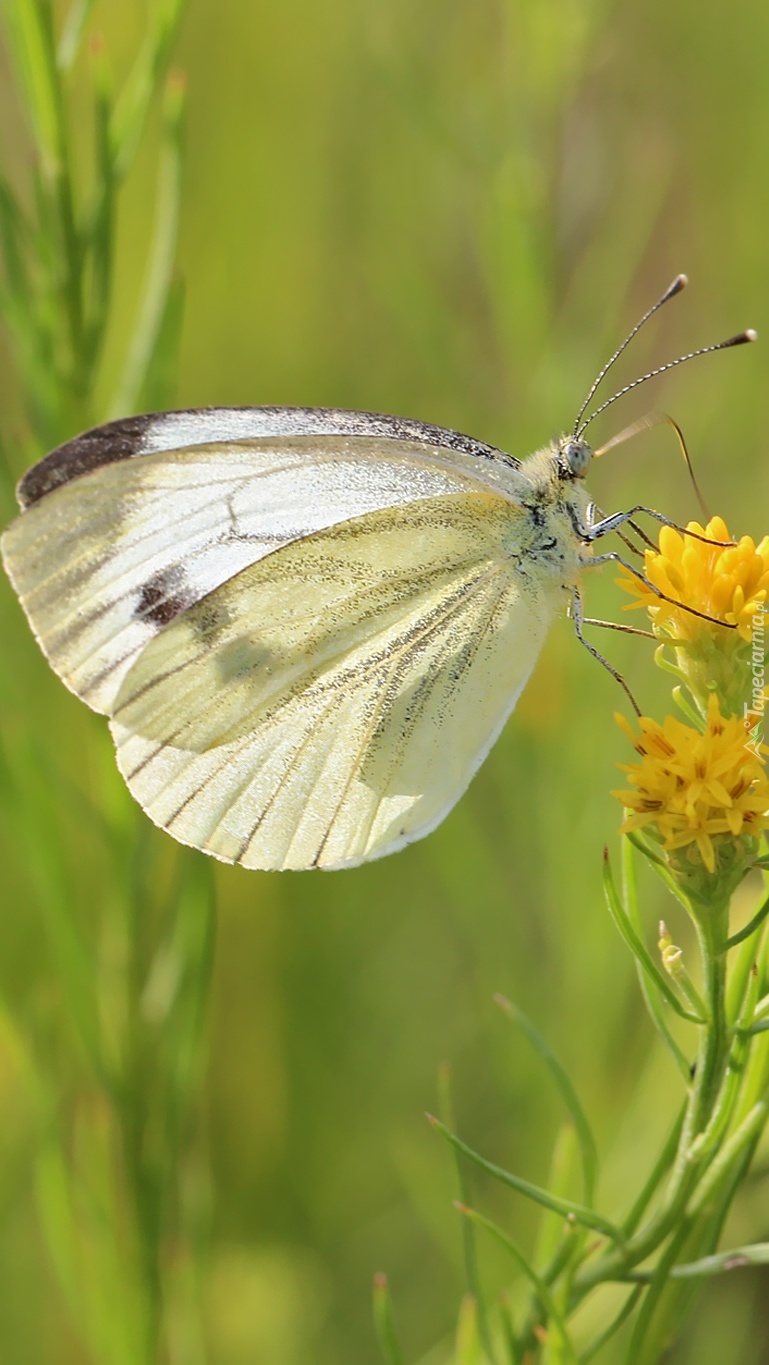 Motyl bielinek na żółtym kwiatku