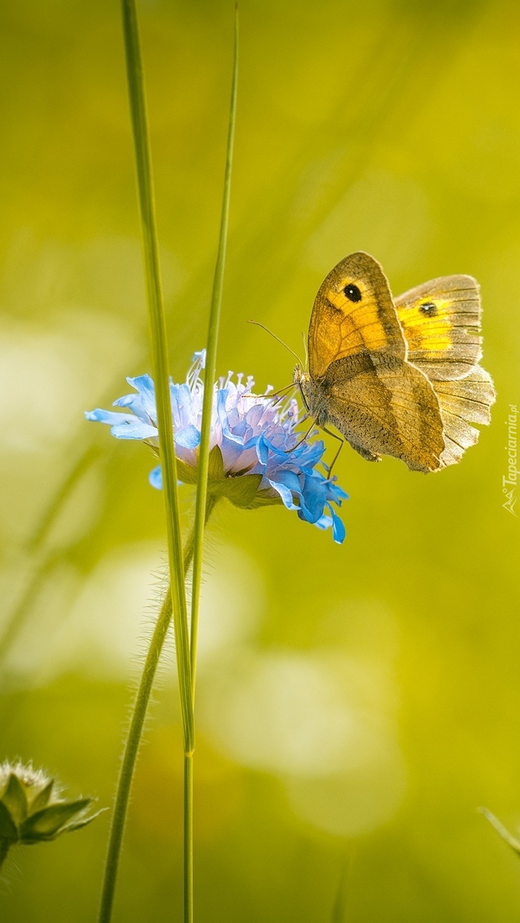 Motyl bujający się na kwiatku