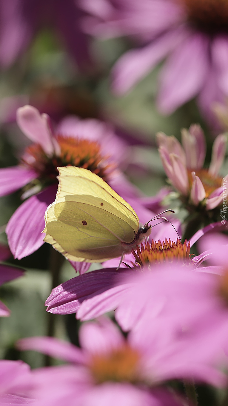 Motyl cytrynek na różowej jeżówce