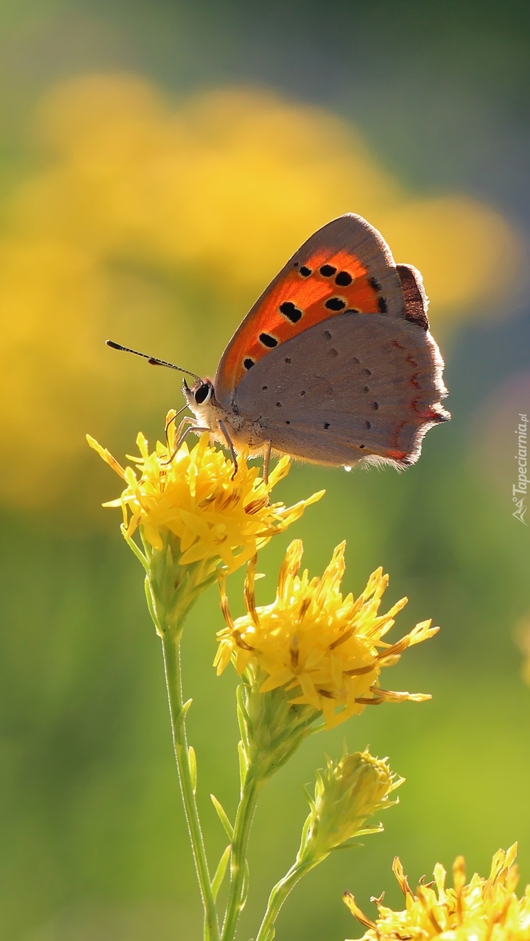 Motyl czerwończyk na żółtych kwiatach
