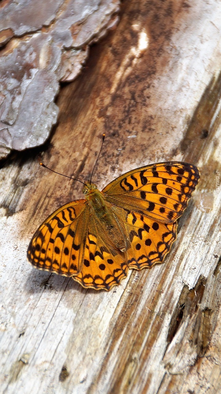 Motyl dostojka aglaja