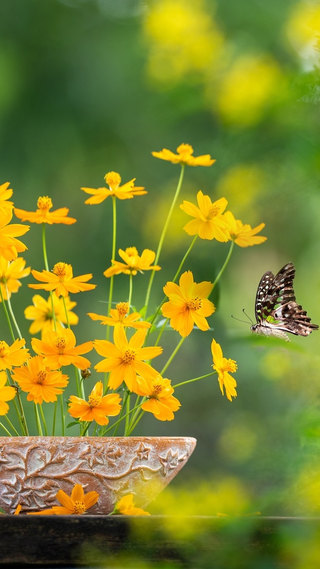 Motyl i drobne żółte kwiaty w doniczce