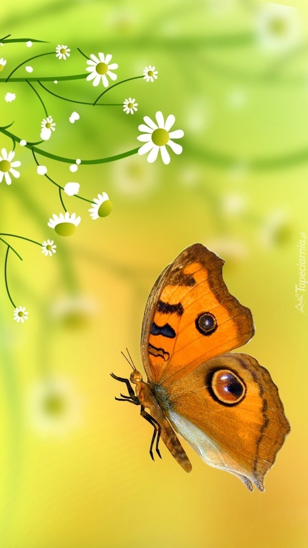 Motyl i kwiatki