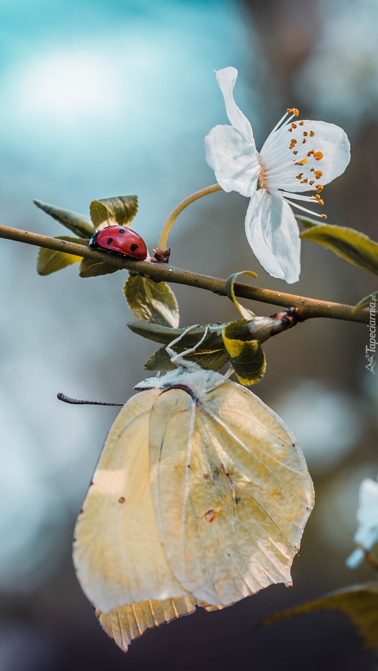 Motyl latolistek i biedronka na gałązce
